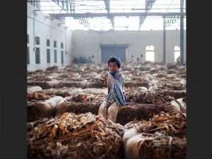 En Inde, les enfants travaillent  dans les usines de fabrication de tabac.