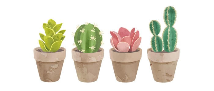 Différents cactus en pot